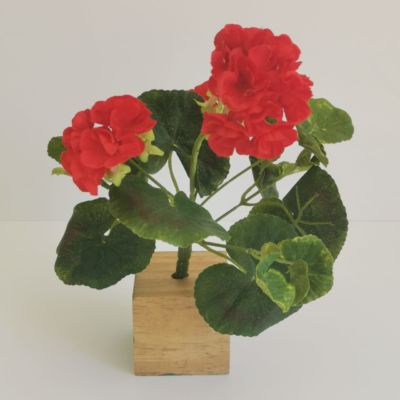 Red Geranuim