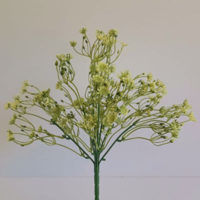 Wid flower white