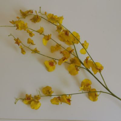 Long stem yellow orange Orchid