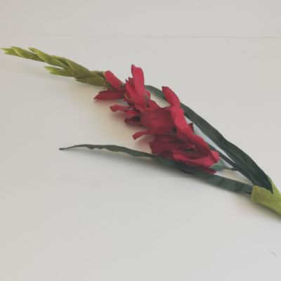 Long stem Gladiola maroon