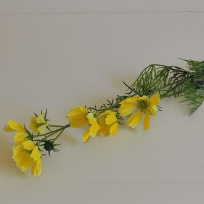 Long stem yellow Cosmos