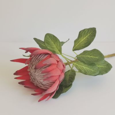 Long stem Protea