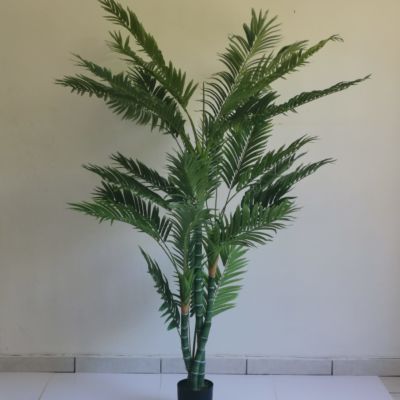 Bamboo Palm meduim