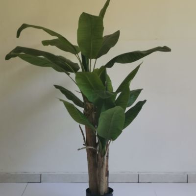 Banana tree meduim