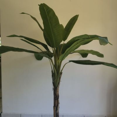 Banana tree large