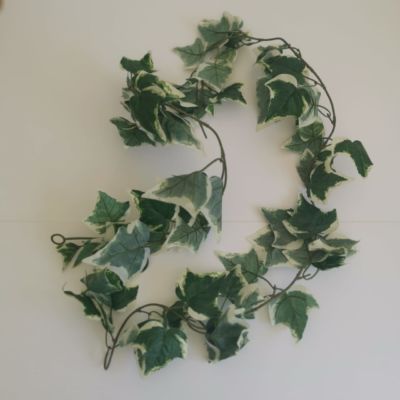 Big leaf variegated ivy strand
